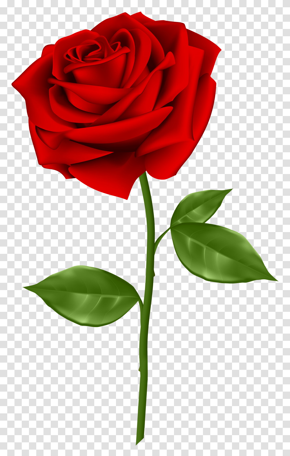 Red Rose Clip, Flower, Plant, Blossom, Petal Transparent Png