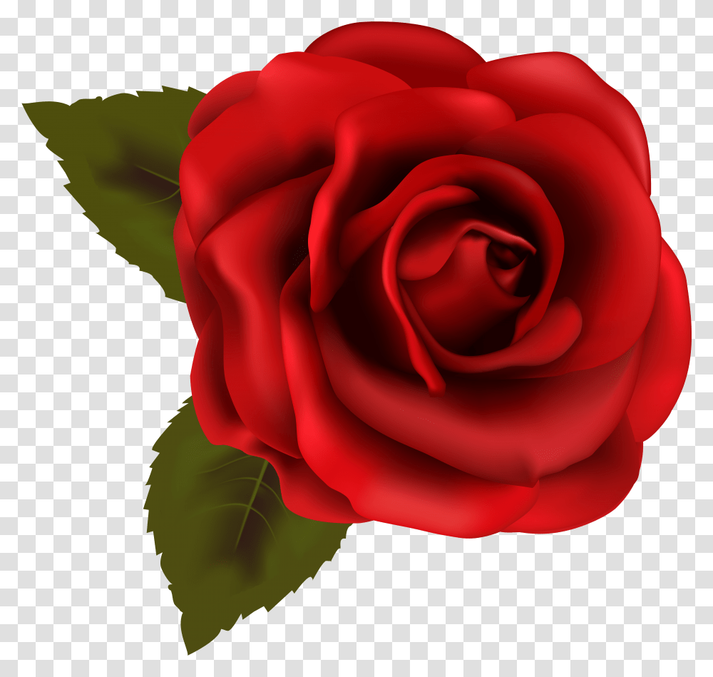 Red Rose Clipart Backgroundless Background Rose Clipart Transparent Png