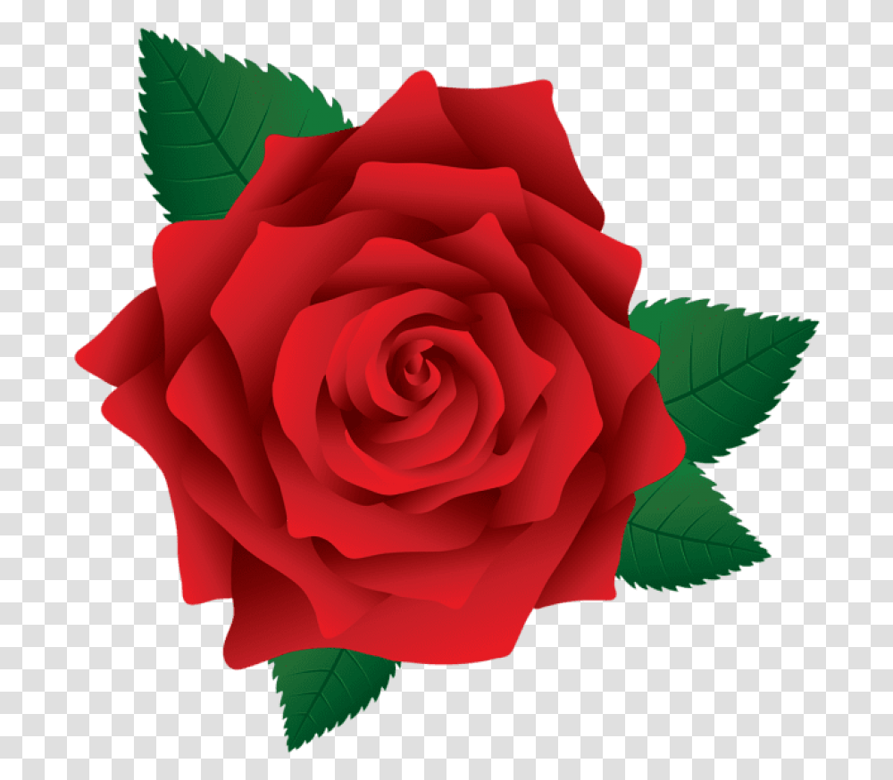 Red Rose Clipart, Flower, Plant, Blossom, Petal Transparent Png