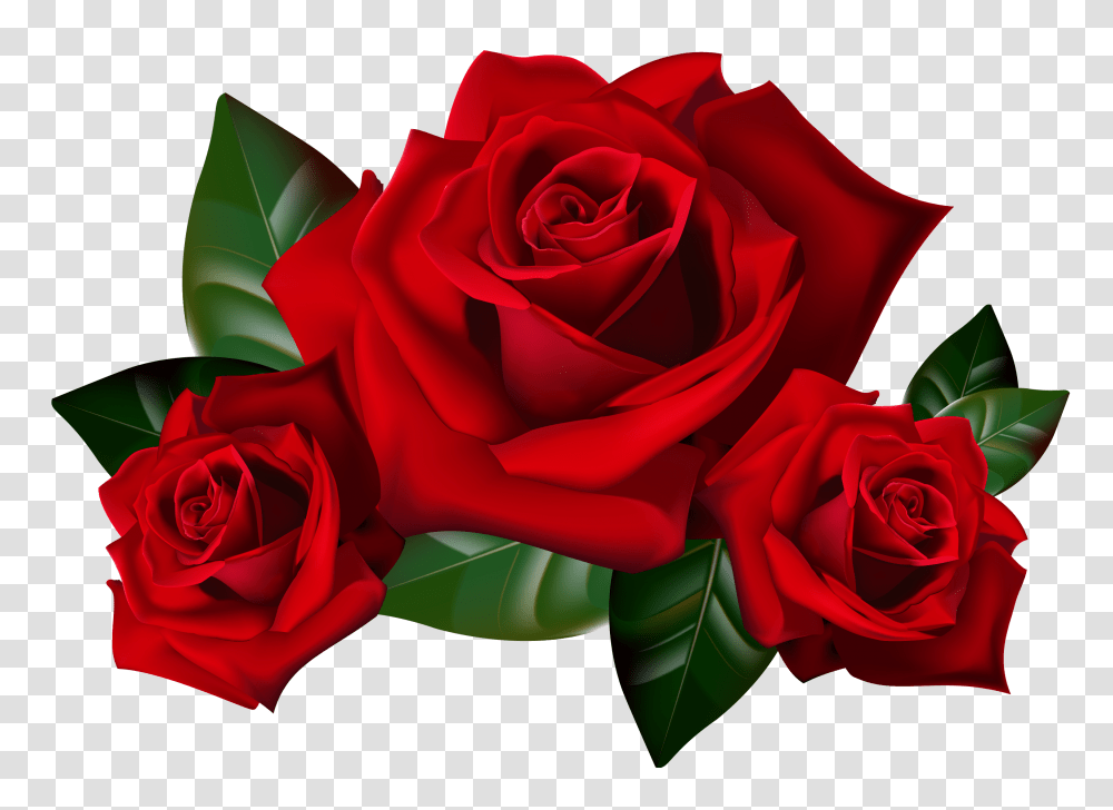 Red Rose Clipart, Flower, Plant, Blossom, Petal Transparent Png