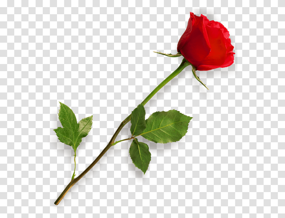 Red Rose Clipart, Flower, Plant, Blossom Transparent Png