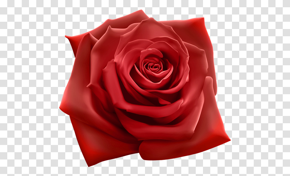 Red Rose Clipart Image Clip Art Beautiful Pink Rose, Flower, Plant, Blossom, Petal Transparent Png