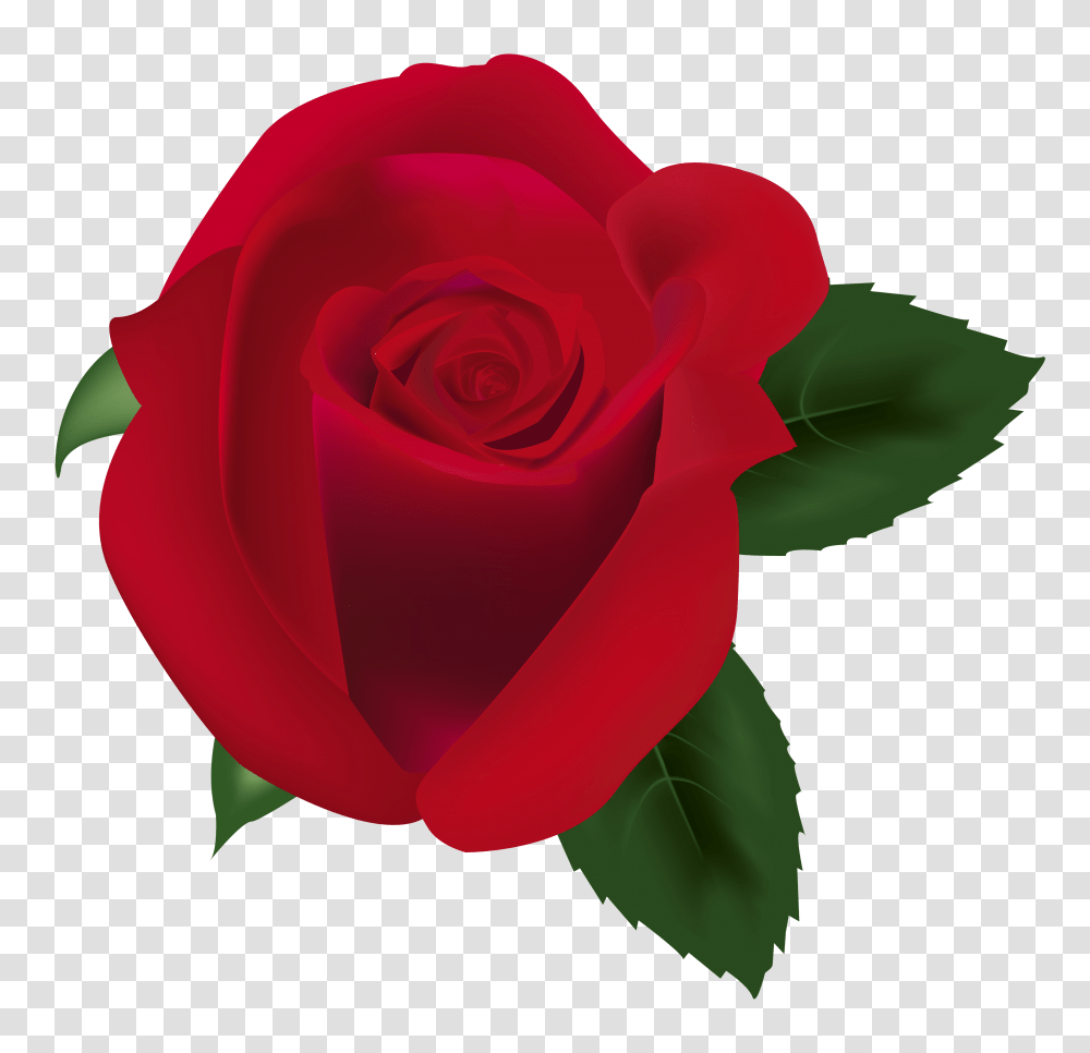 Red Rose Clipart Image, Flower, Plant, Blossom, Petal Transparent Png