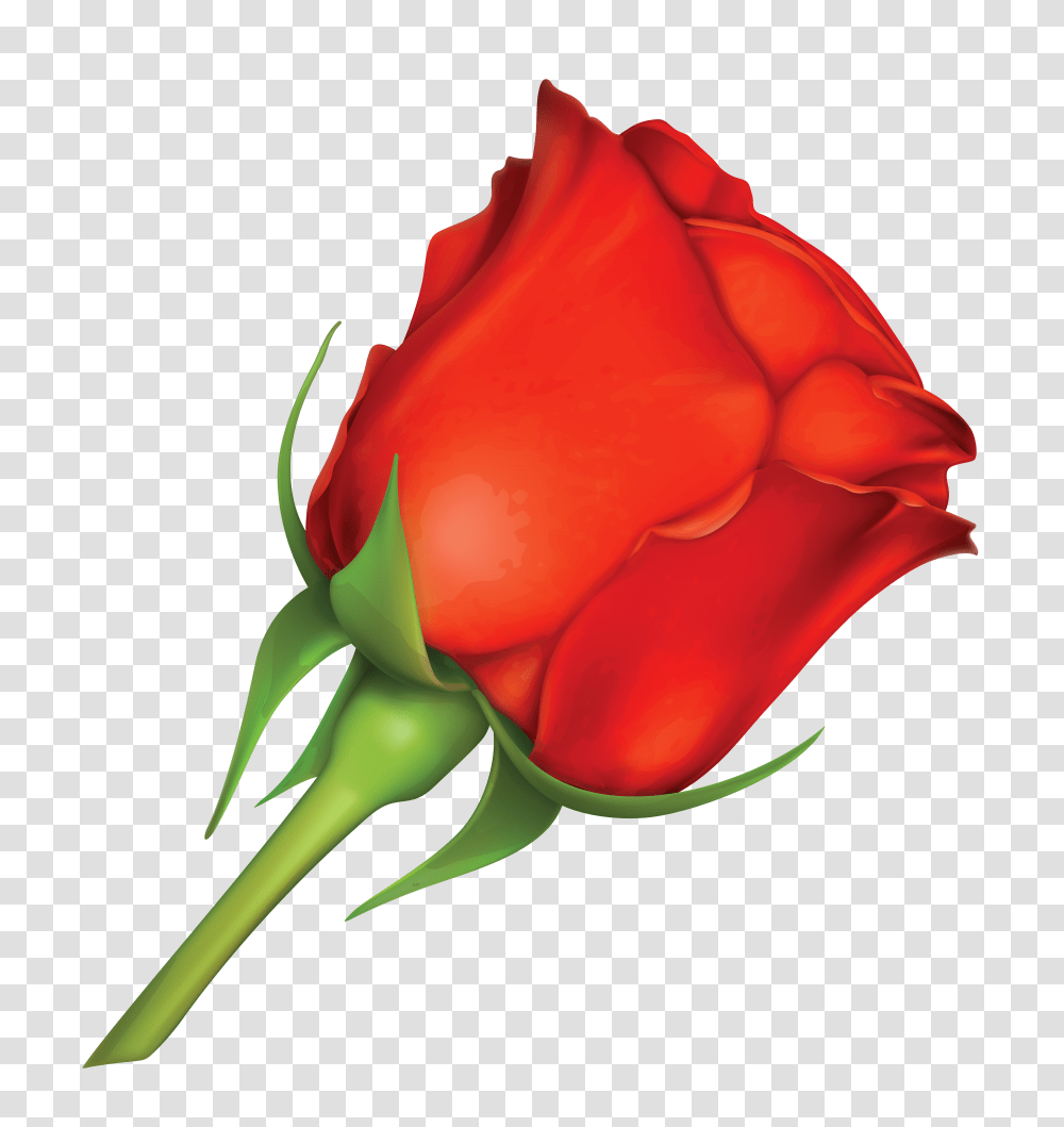 Red Rose Clipart Large, Flower, Plant, Blossom, Petal Transparent Png
