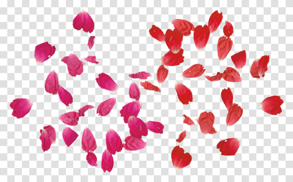 Red Rose Clipart Leaf Rose Leaf, Petal, Flower, Plant Transparent Png