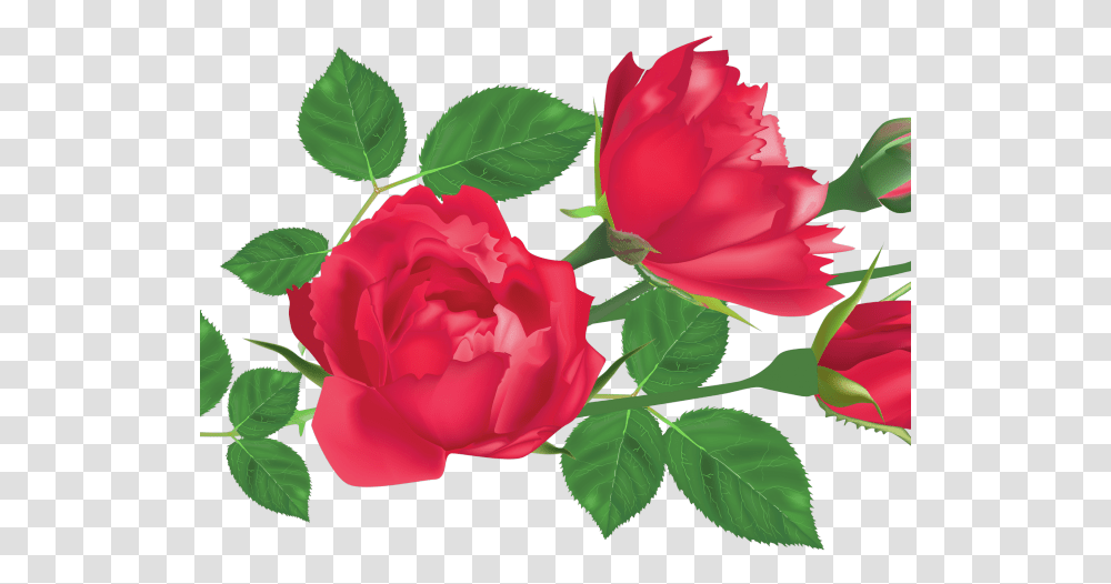 Red Rose Clipart Leaf Rose Leaf, Plant, Flower, Blossom, Peony Transparent Png