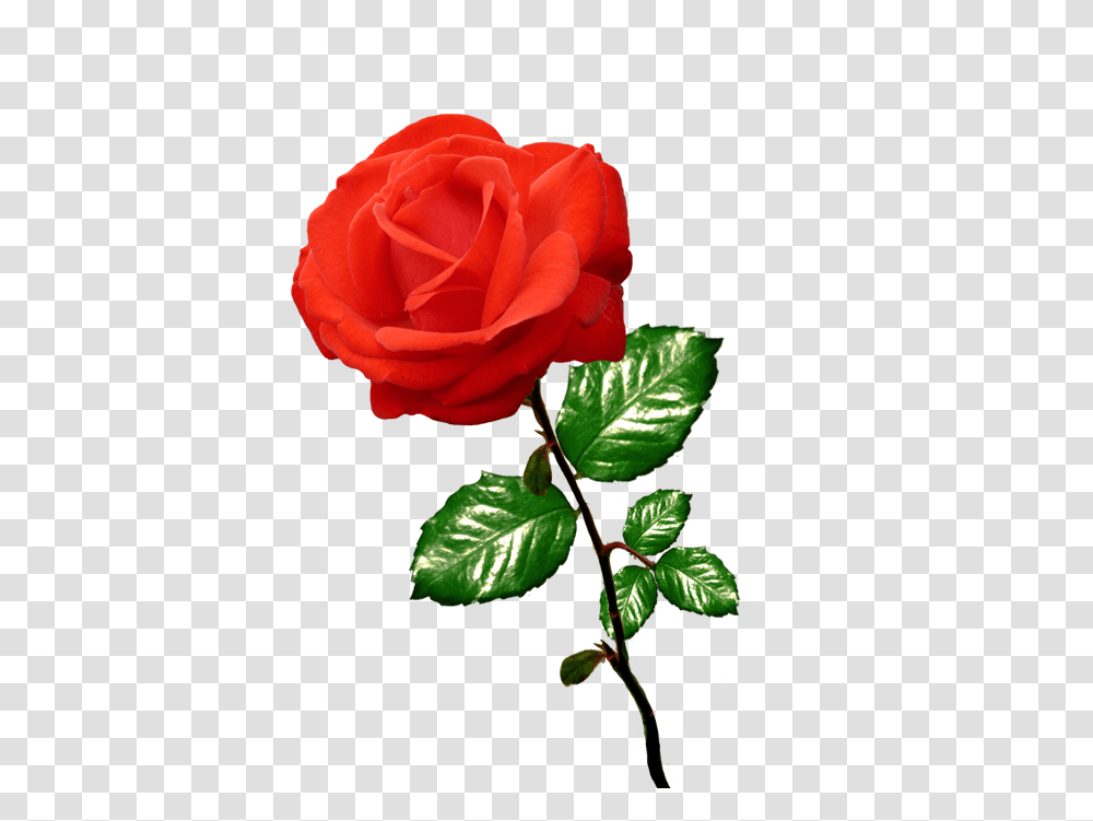 Red Rose Clipart Long Stalk Clipart Rose Clipart, Flower, Plant, Blossom, Petal Transparent Png