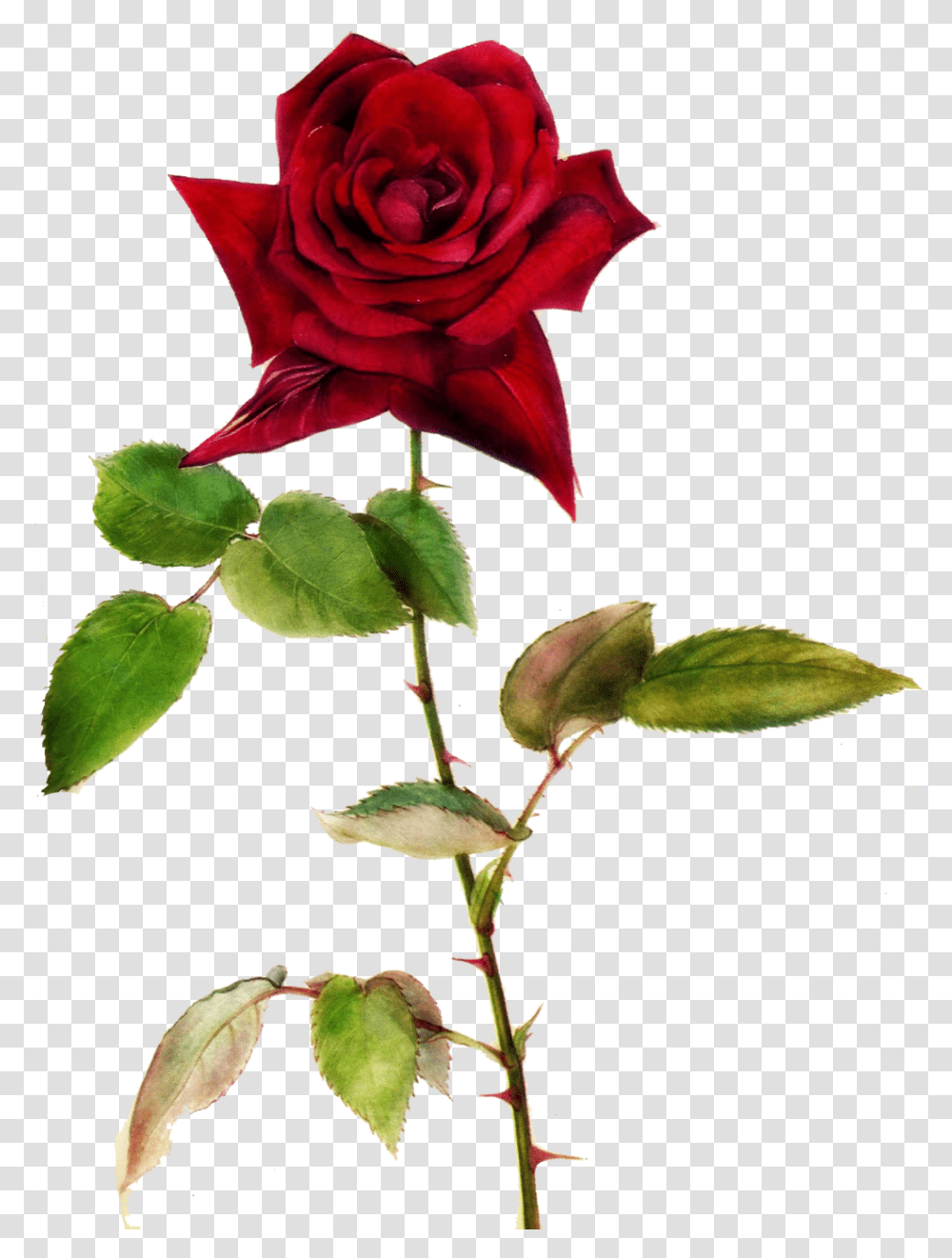 Red Rose Clipart One Red Roses With Thorns, Flower, Plant, Blossom, Leaf Transparent Png