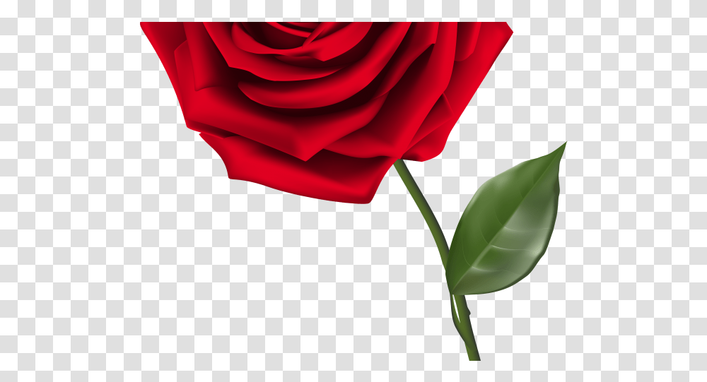 Red Rose Clipart Phantom The Opera Single Red Rose No Background, Plant, Flower, Blossom, Petal Transparent Png