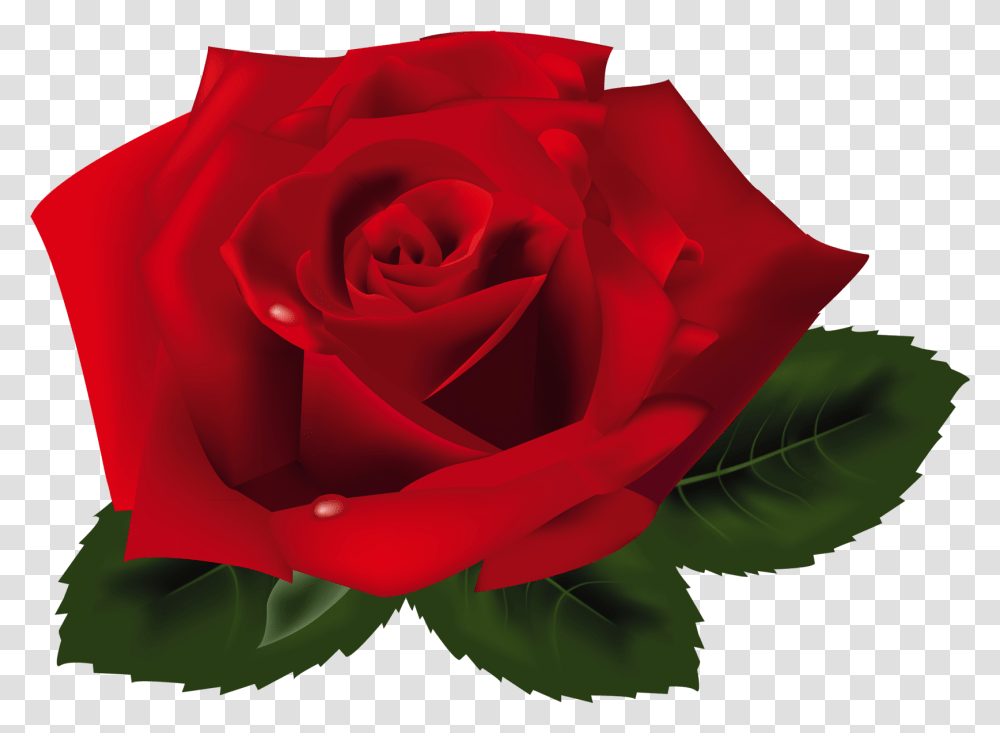 Red Rose Clipart Rosa, Flower, Plant, Blossom, Petal Transparent Png