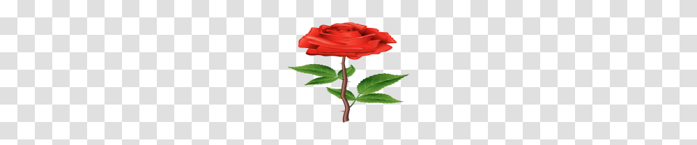 Red Rose Clipartimage, Plant, Flower, Blossom, Leaf Transparent Png