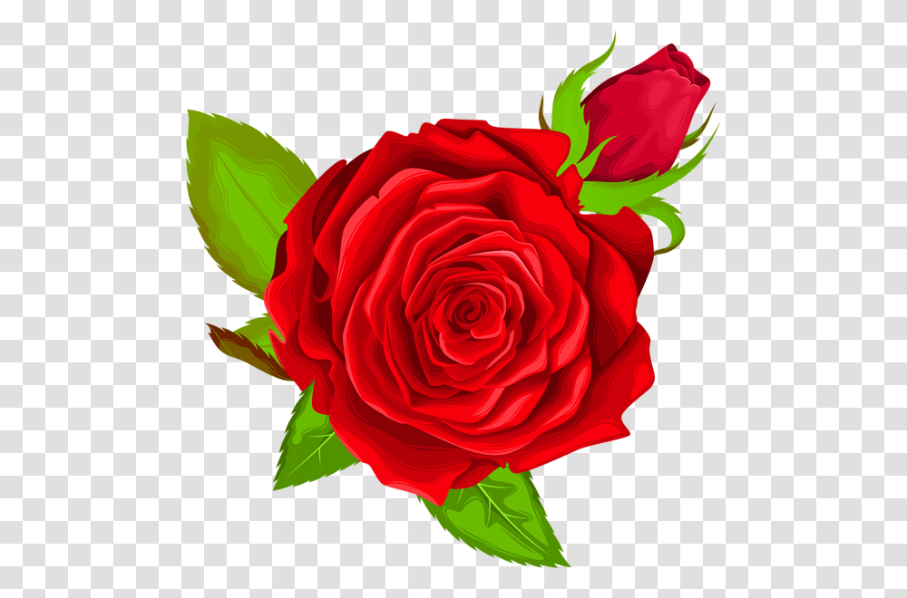 Red Rose Decorative Clip Art Image Purple Rose, Flower, Plant, Blossom, Petal Transparent Png
