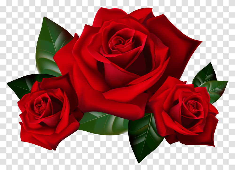 Red Rose Download Red Roses Clip Art, Flower, Plant, Blossom, Petal Transparent Png