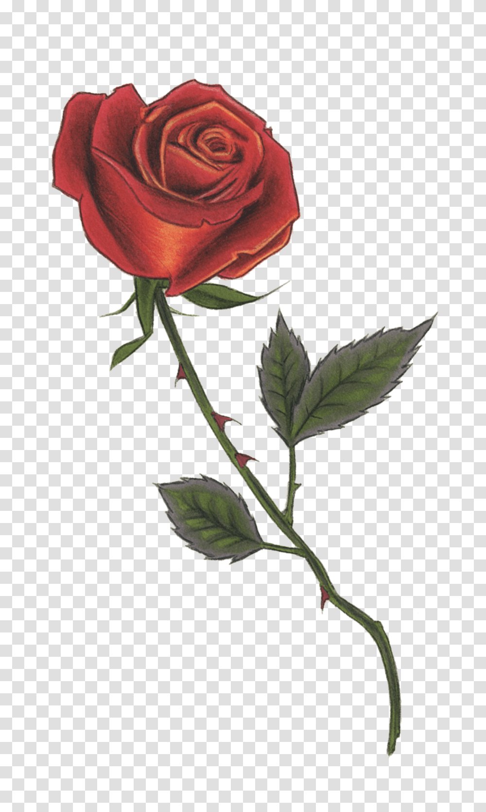 Red Rose Drawing, Flower, Plant, Blossom, Bird Transparent Png
