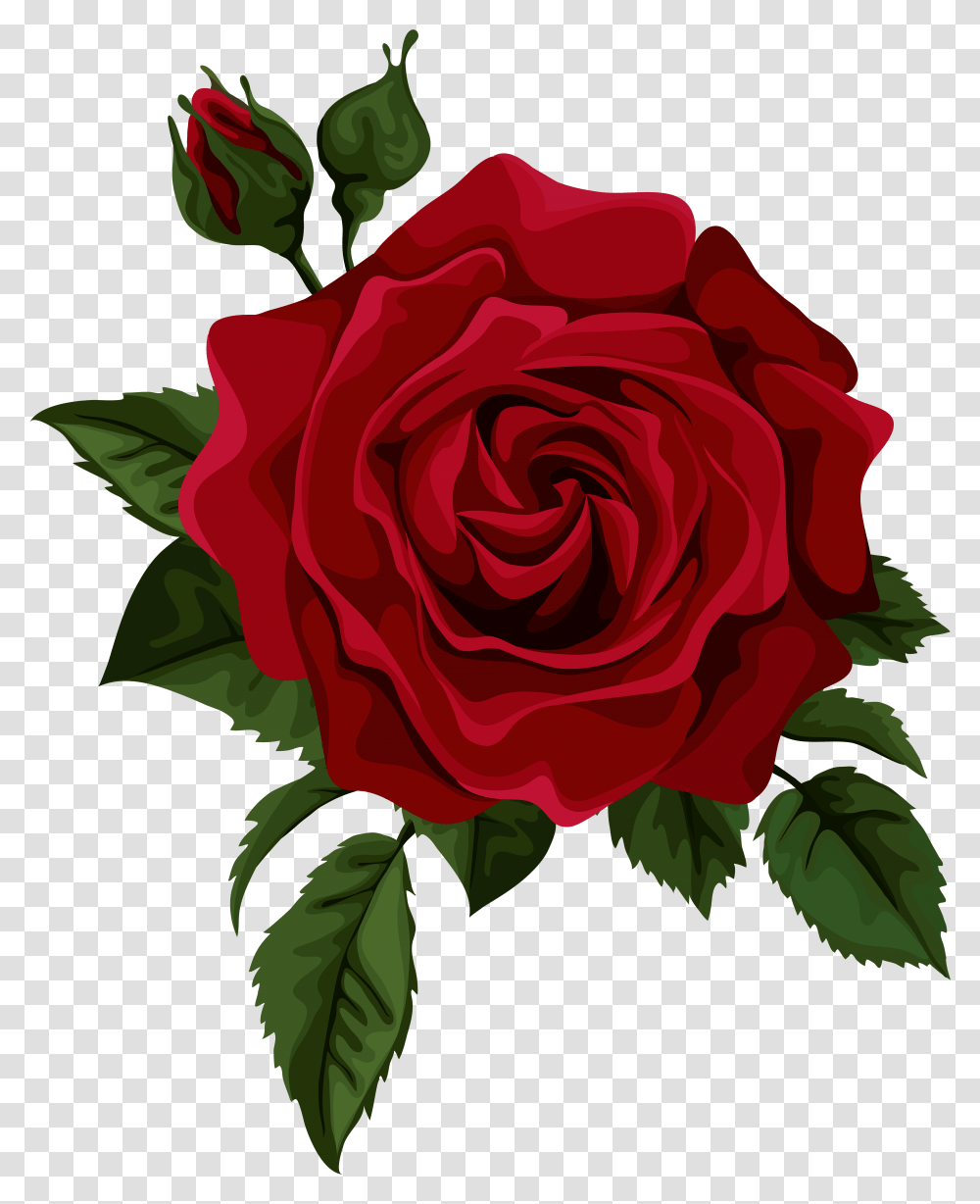 Red Rose Drawing, Flower, Plant, Blossom Transparent Png