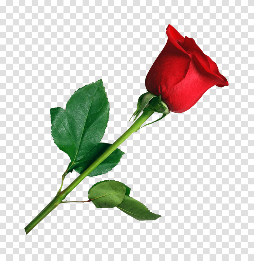 Red Rose Flower 1 Image Red Rose, Plant, Blossom Transparent Png
