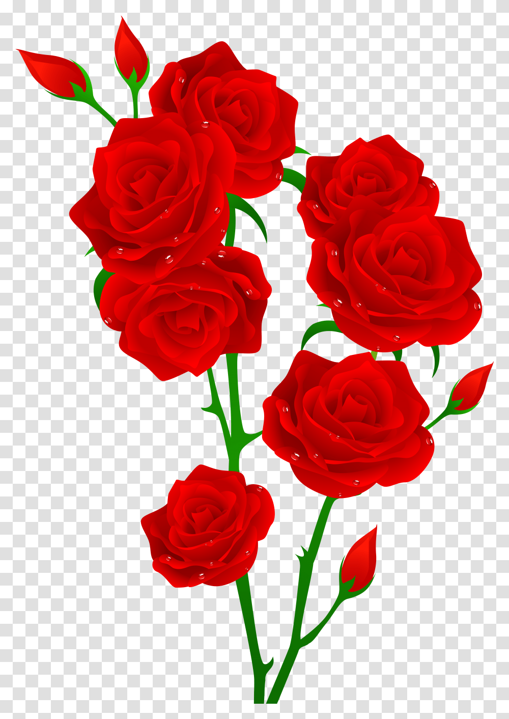 Red Rose Flower Clip Art, Plant, Blossom, Petal Transparent Png