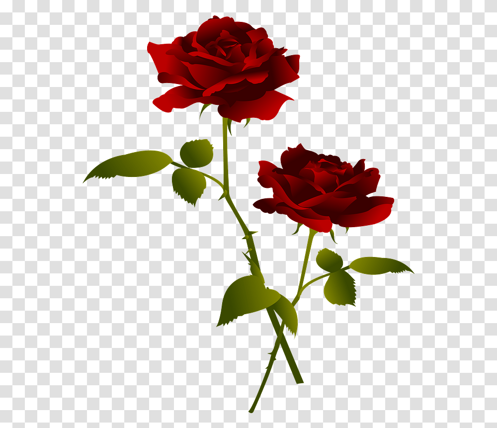Red Rose Flower Clipart Rose Flower Clipart, Plant, Blossom, Petal, Carnation Transparent Png