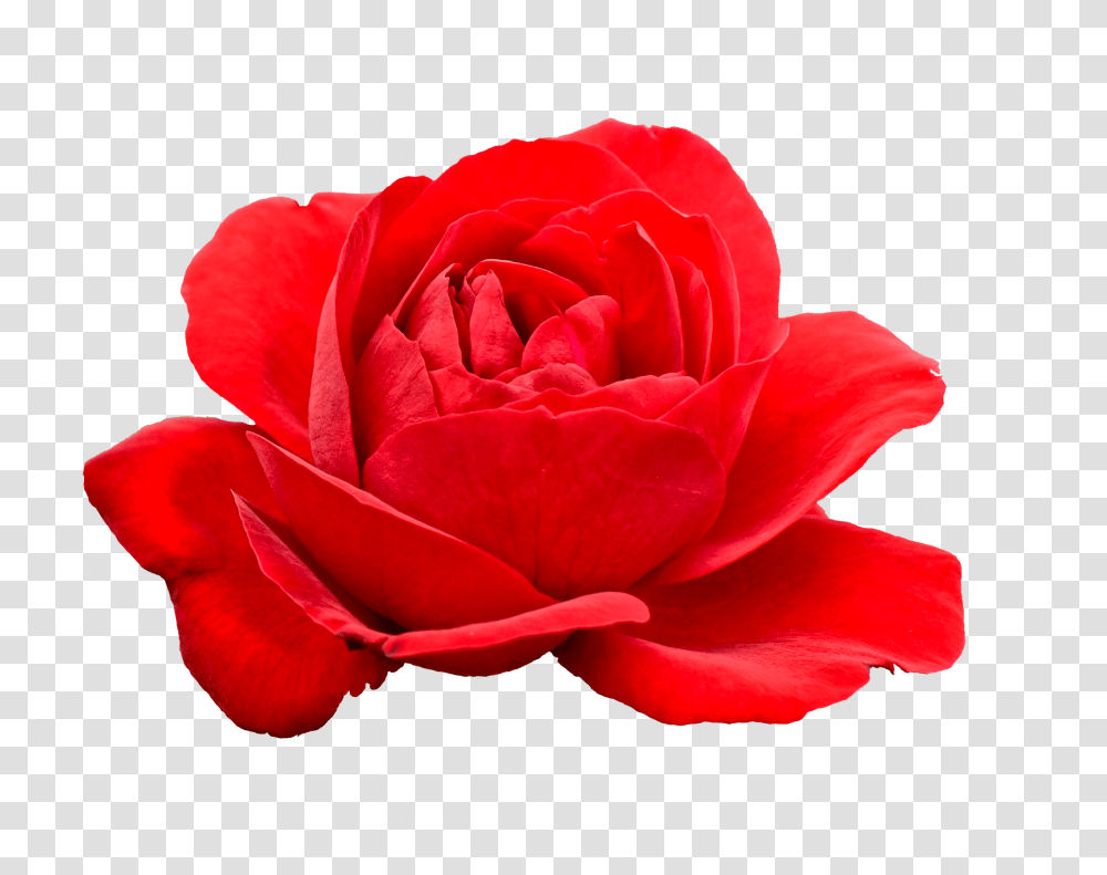 Red Rose Flower Icon Clipart, Plant, Blossom, Petal Transparent Png