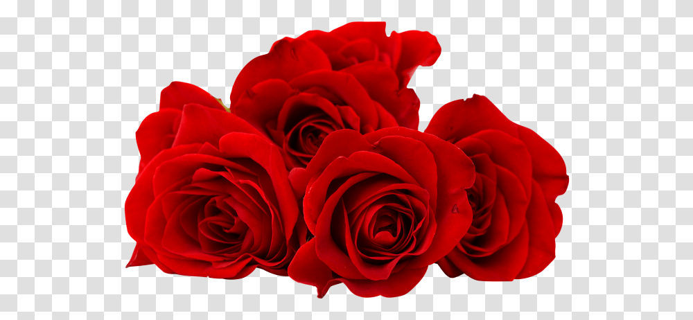 Red Rose Flower Image Free Download Red Rose Flower, Plant, Blossom Transparent Png