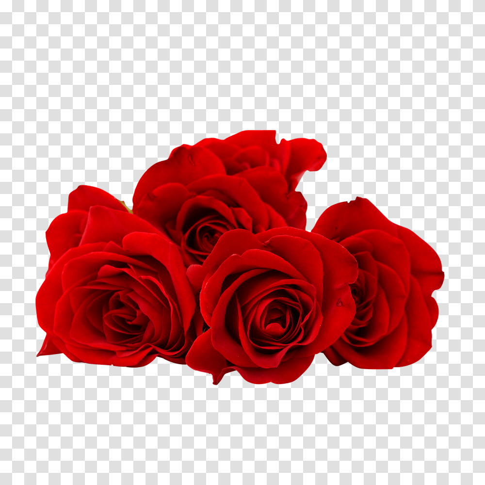 Red Rose Flower Image Free Download Red Roses, Plant, Blossom, Petal Transparent Png
