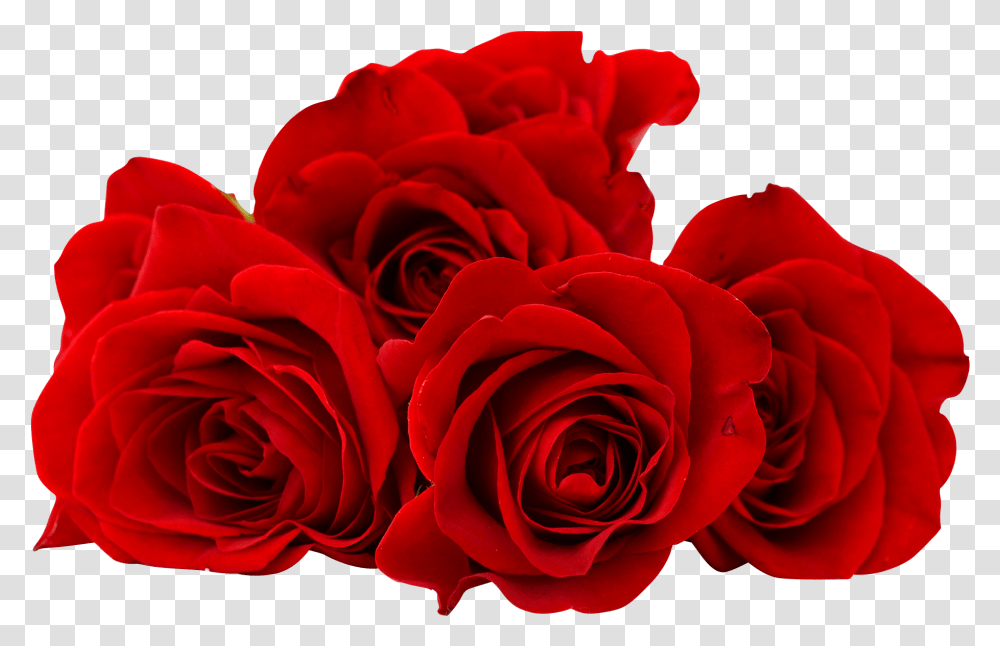 Red Rose Flower Image Free Searchpng Good Morning Love Rose, Plant, Blossom, Geranium, Petal Transparent Png