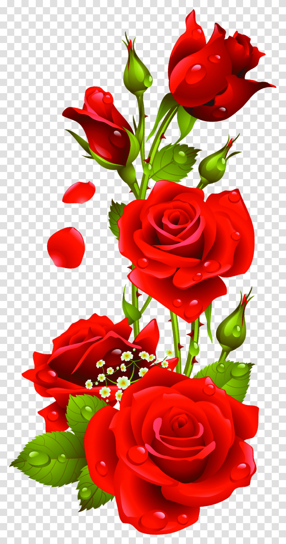 Red Rose Flower Images Download Transparent Png