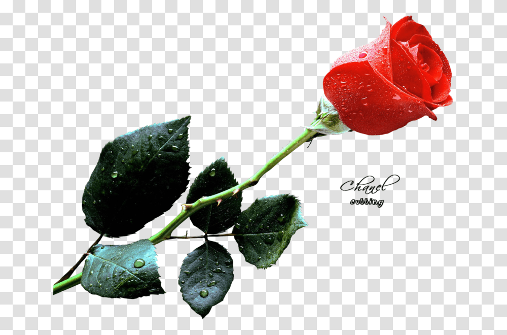 Red Rose, Flower, Plant, Blossom, Leaf Transparent Png