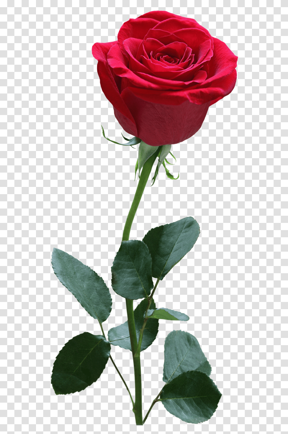Red Rose Flower, Plant, Blossom, Petal, Acanthaceae Transparent Png