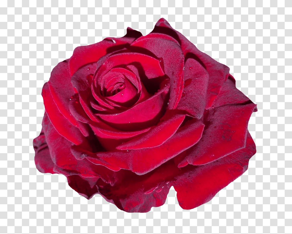 Red Rose Flower, Plant, Blossom, Petal Transparent Png