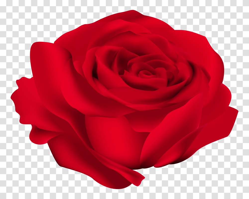 Red Rose Flower, Plant, Blossom, Petal Transparent Png