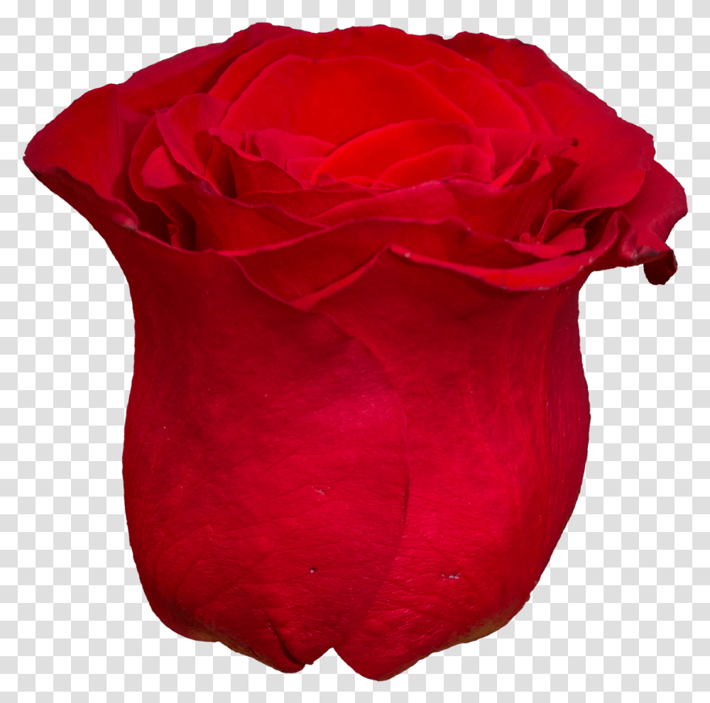 Red Rose, Flower, Plant, Blossom, Petal Transparent Png