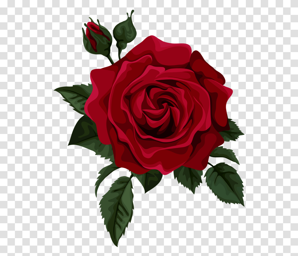 Red Rose, Flower, Plant, Blossom Transparent Png