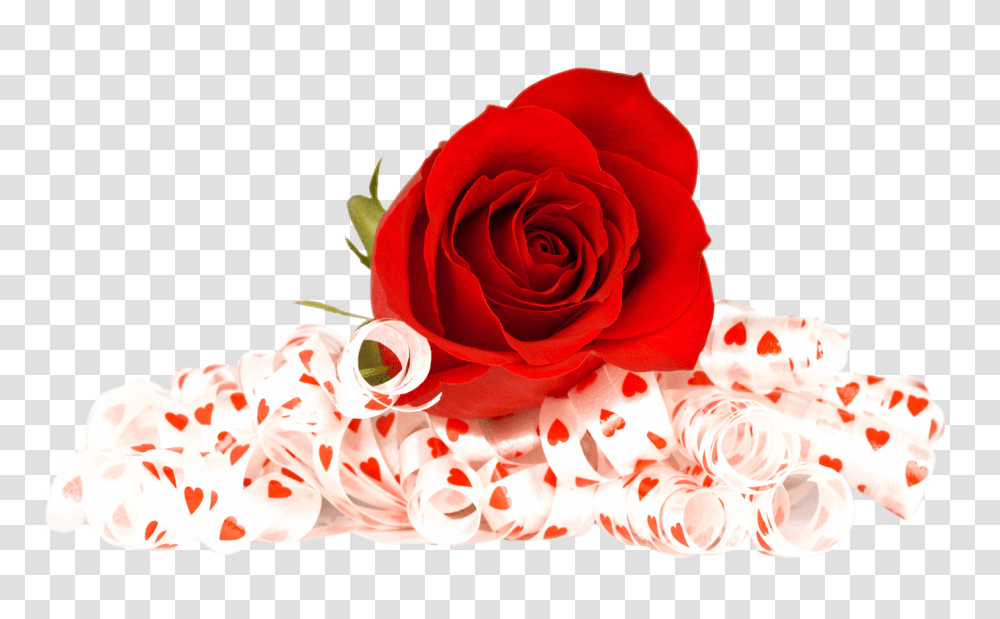 Red Rose Flower Rose Background, Plant, Blossom, Graphics, Art Transparent Png