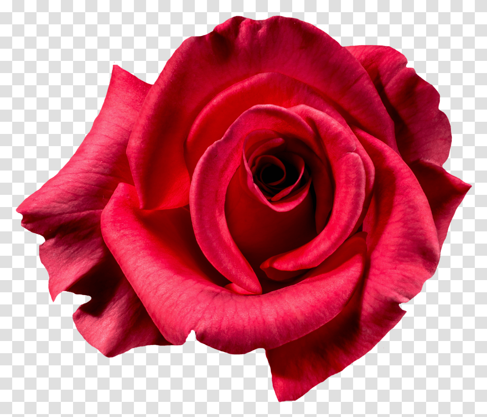 Red Rose Flower Top View Image Rose Flower Background, Plant, Blossom Transparent Png