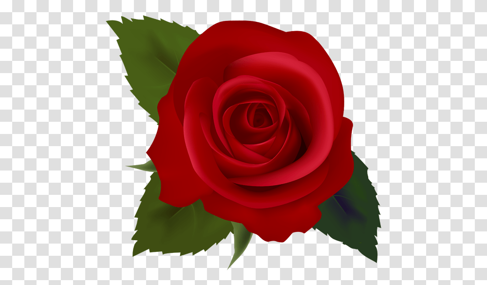 Red Rose Flowers Clipart Jpg Freeuse Stock Free Rose Rose Clip Art Flower, Plant, Blossom Transparent Png