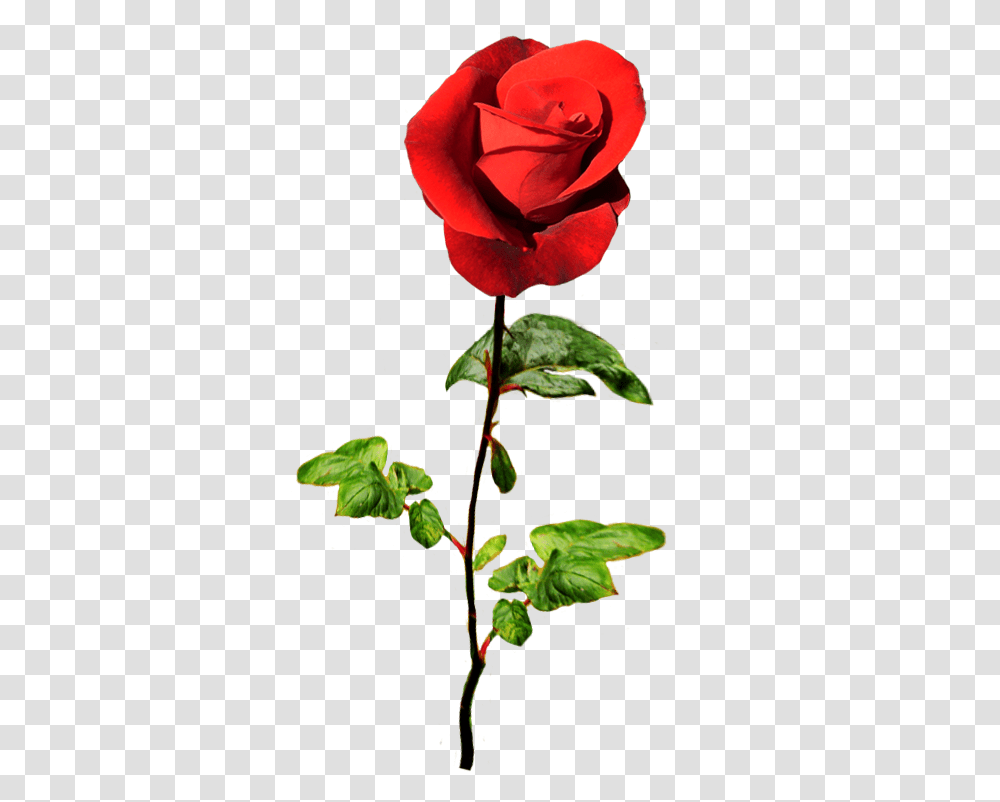 Red Rose For A Valentine Greeting Valentine Flower, Plant, Blossom Transparent Png