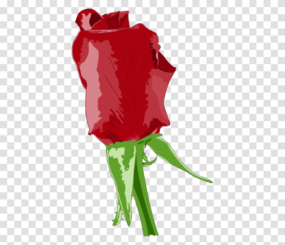 Red Rose Free Download Vector, Plant, Flower, Blossom, Leaf Transparent Png