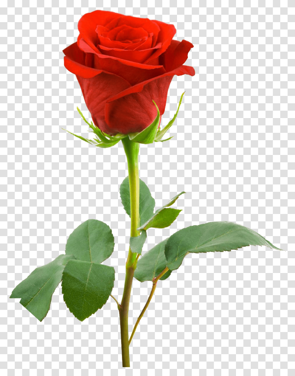 Red Rose Full Hd, Flower, Plant, Blossom Transparent Png