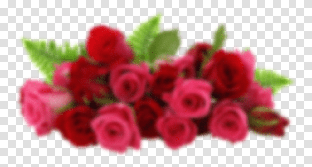 Red Rose Garden, Plant, Flower Bouquet, Flower Arrangement, Blossom Transparent Png