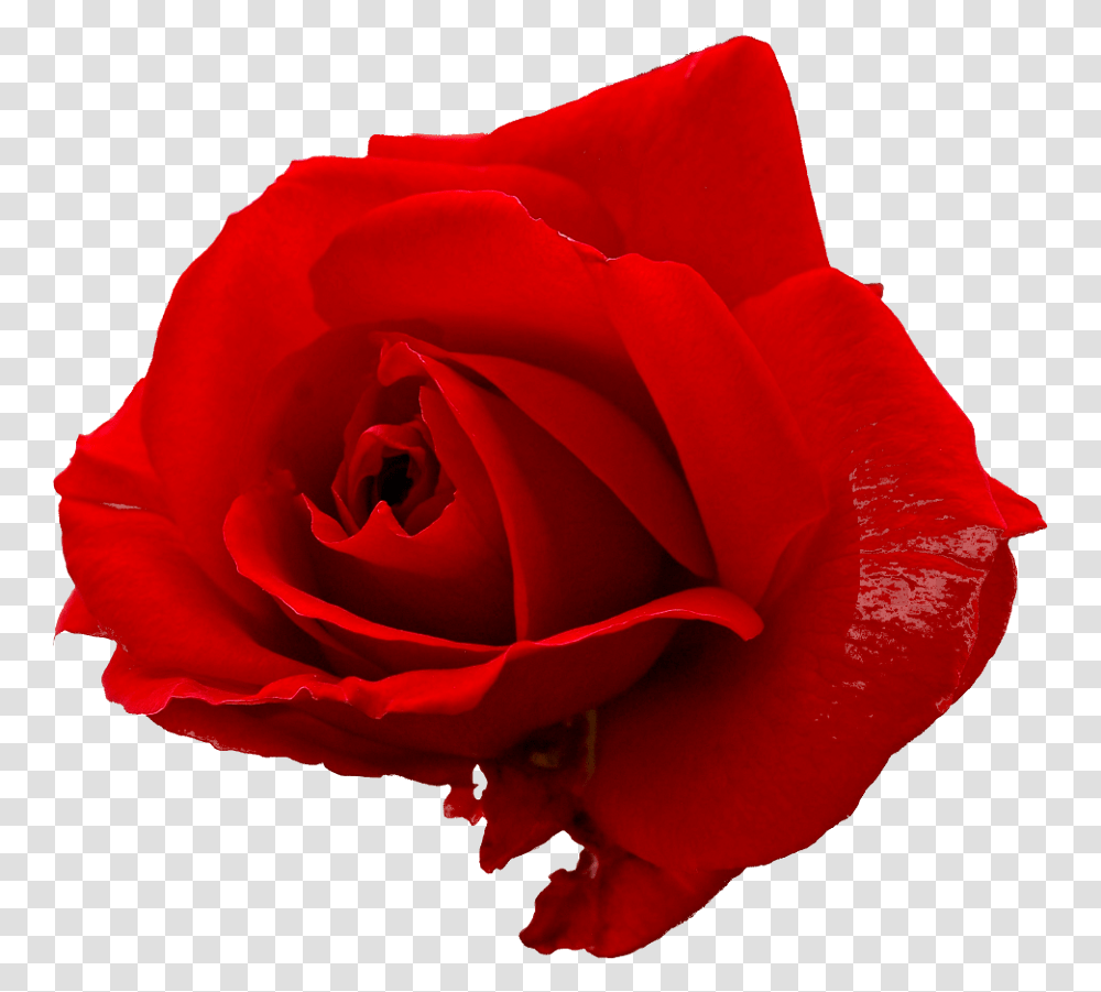 Red Rose Graphic Red Rose, Flower, Plant, Blossom, Petal Transparent Png