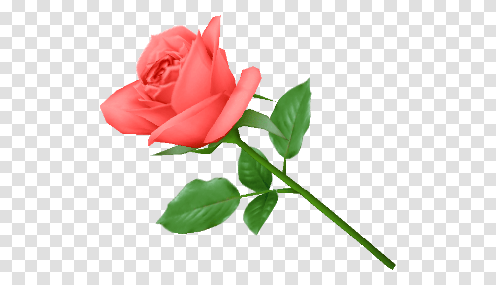 Red Rose Green Leaves Clipart Free Rose Background Hd, Flower, Plant, Blossom, Petal Transparent Png