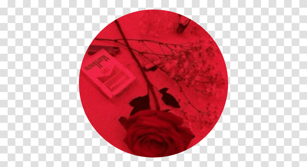 Red Rose Grunge Aesthetic Aestheticcircle Circle, Bird, Animal, Flower, Plant Transparent Png