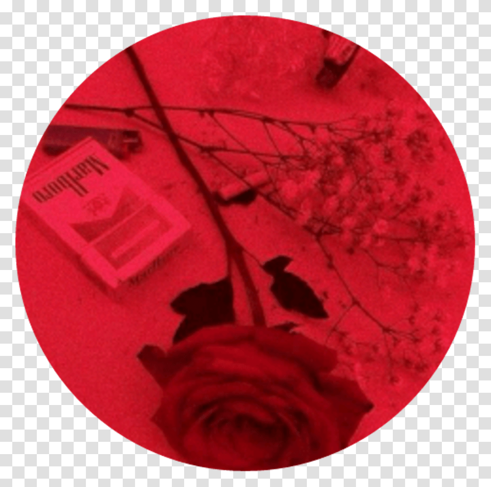 Red Rose Grunge Aesthetic Aestheticcircle Circle Pastel Cute Red Aesthetic, Bird, Animal, Logo Transparent Png