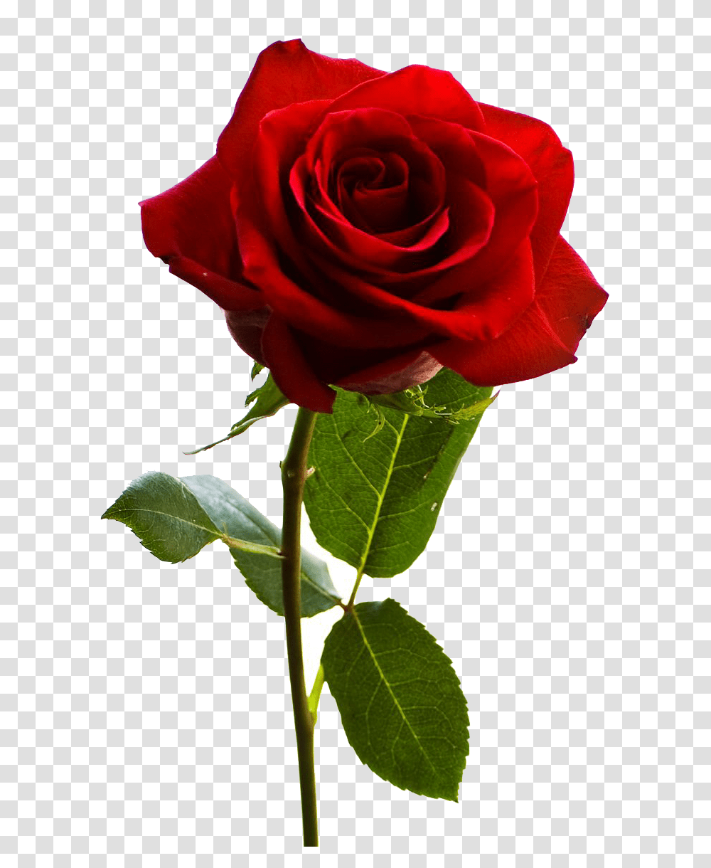 Red Rose Hd, Flower, Plant, Blossom, Leaf Transparent Png