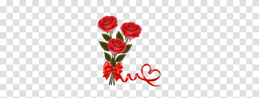 Red Rose Hd, Plant, Flower, Blossom, Flower Arrangement Transparent Png