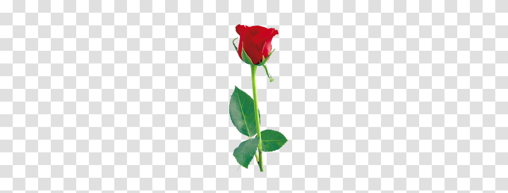 Red Rose Hd, Plant, Flower, Blossom, Leaf Transparent Png