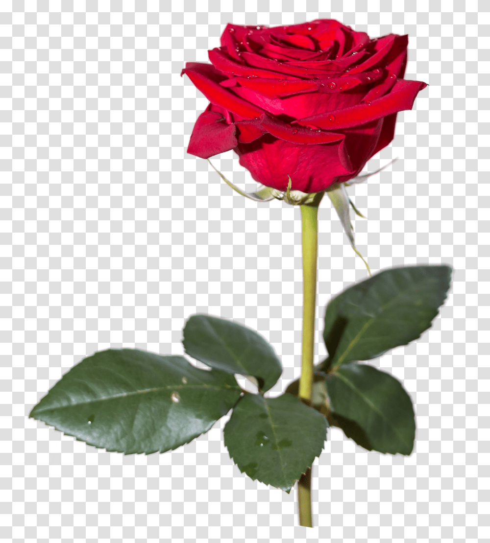 Red Rose Hd Vector Clipart, Flower, Plant, Blossom, Petal Transparent Png