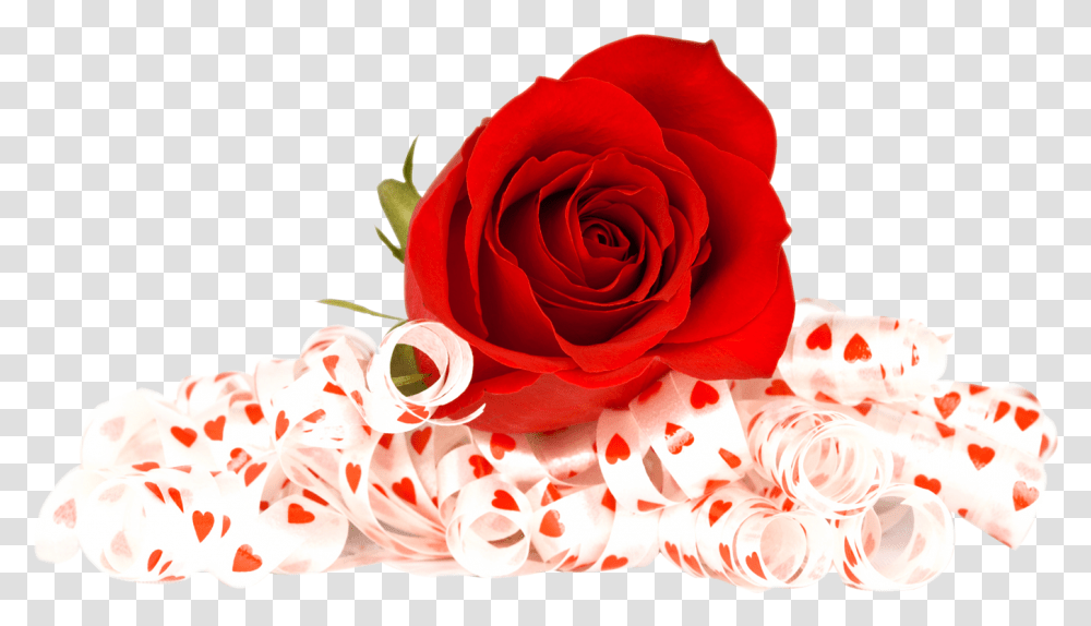 Red Rose Image Background Rose In, Flower, Plant, Blossom Transparent Png