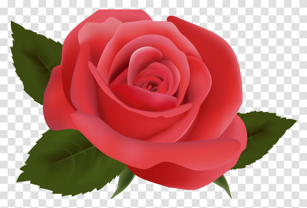 Red Rose Image Clipart Deseos De Migdalia Background Rose, Flower, Plant, Blossom, Petal Transparent Png
